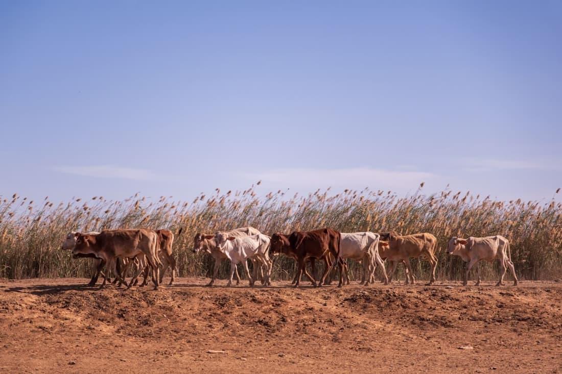 Éleveurs (ruminants, porcins, volailles)
