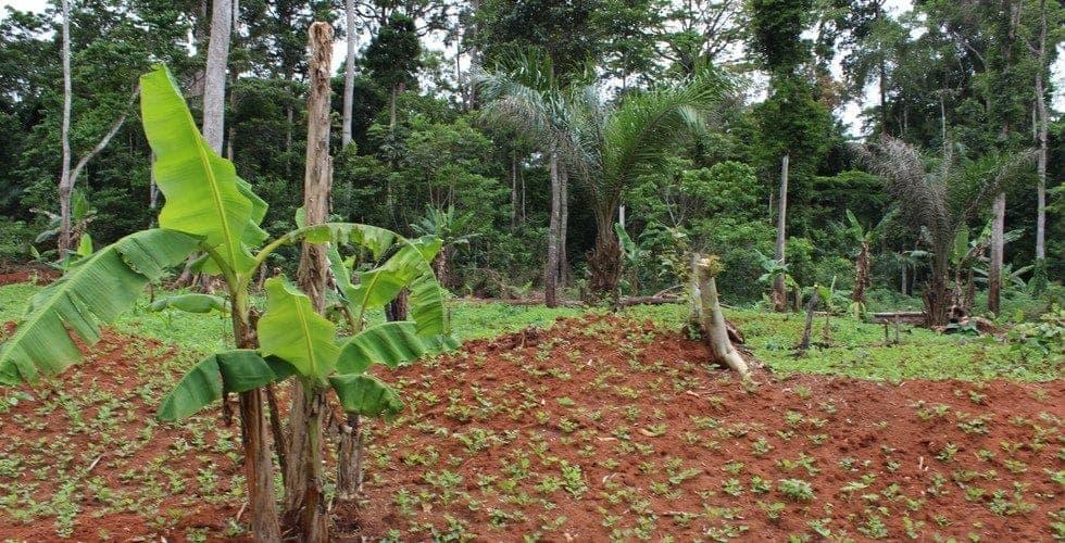 Champ cultivé au Cameroun, illustrant le domaine végétal